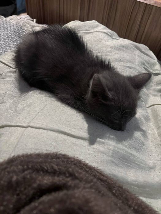 Отдам котенка бесплатно