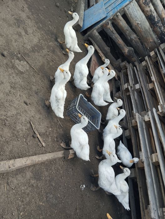 Утки.Продажа уток живьём