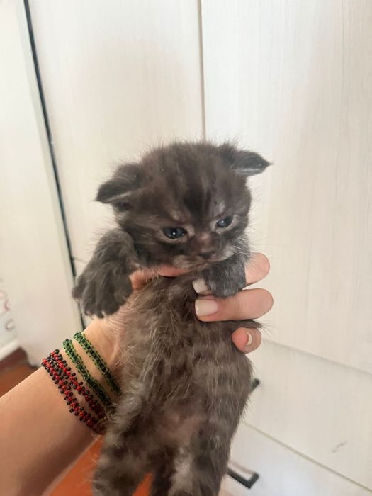 Отдам котят британцев