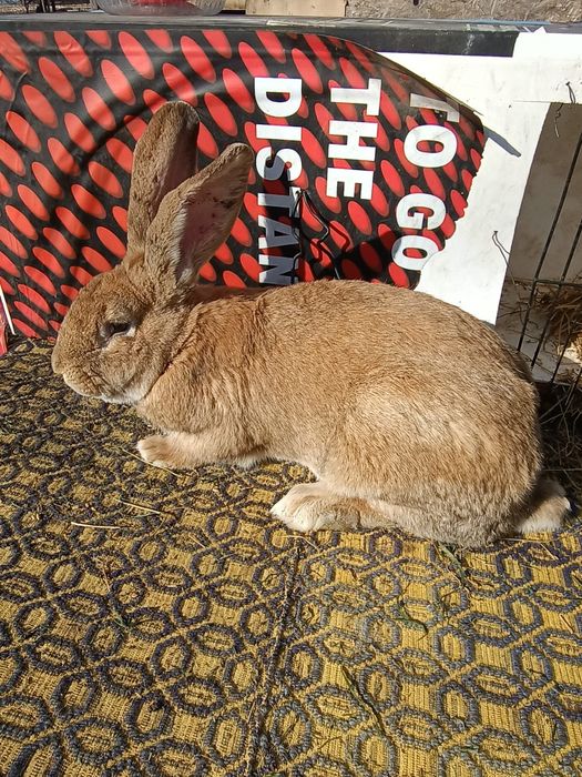 Iepure urăsc german