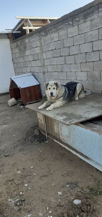 Алабай күшік сатылады