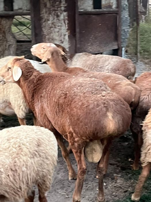 4 жасар қошқар кошкар