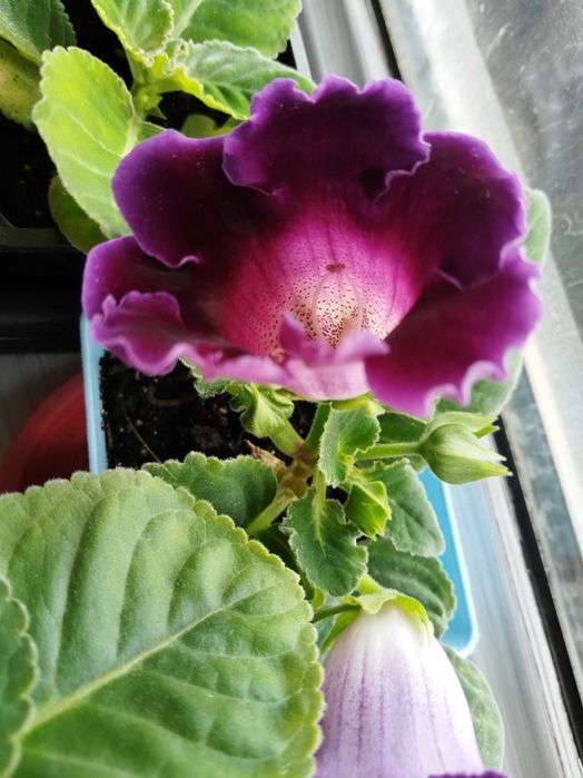 Продам комнатные цветы