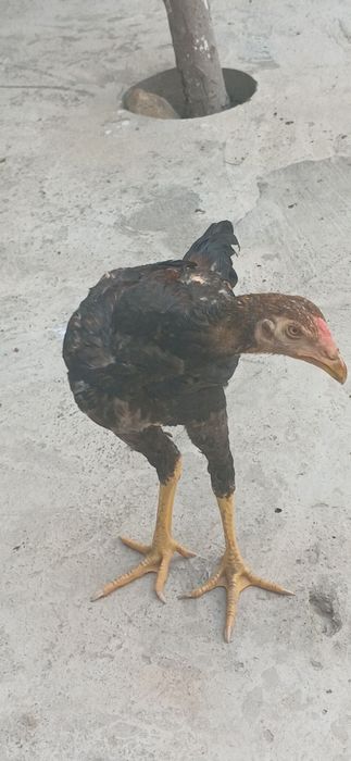 Dakan jo'ja xoroz sotlad