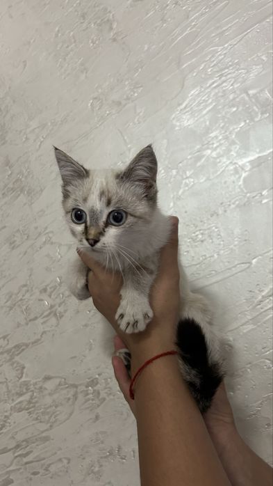 Найдена кошечка