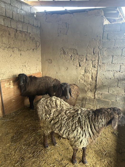 Қой сатылпды 1 қошкар 2 қой