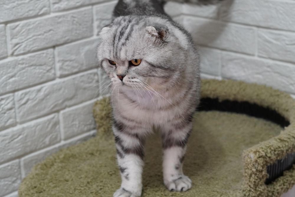 Шотландский кот Вязка