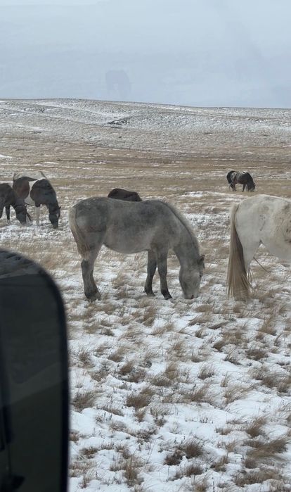 Жирный Тай еркек