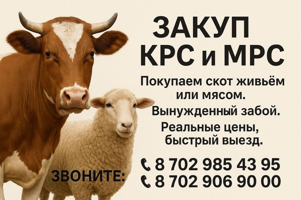 Коров лошадей оптом