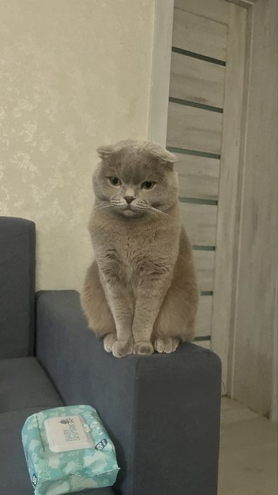 Отдам кошку в добрые руки