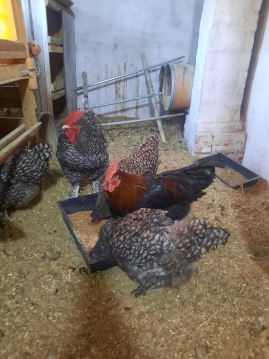 Продам петухов маран