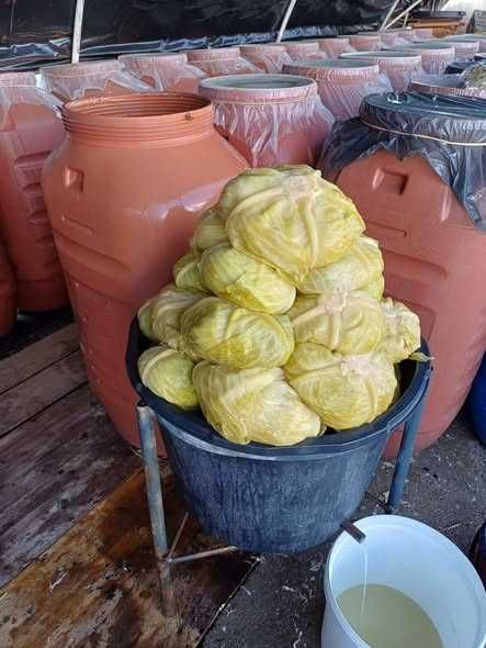 Varza murata capatani si marunta