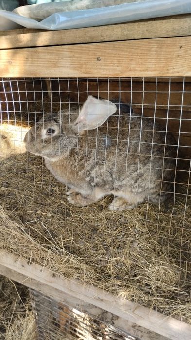 Продам крольчих!