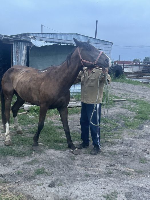 Продаются лошади срочно!