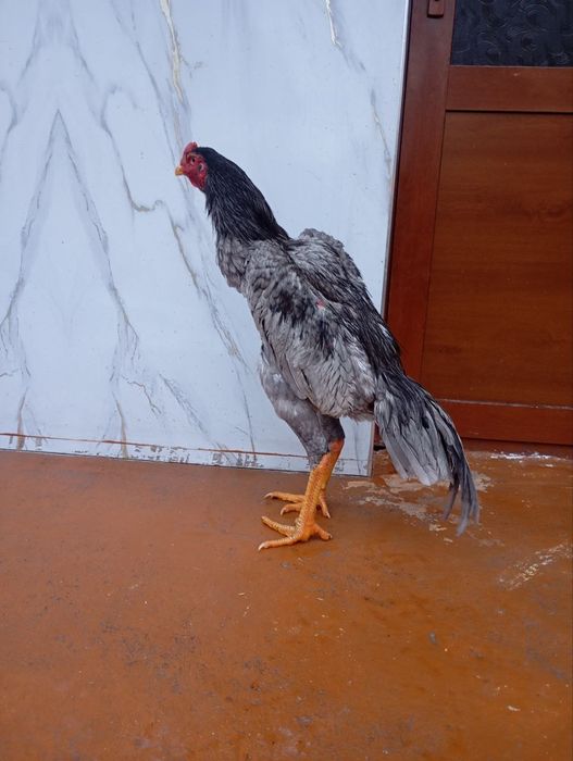 Дакан шоже сатылады июнь