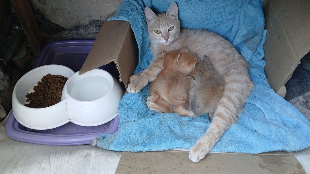 Котята рыжики...