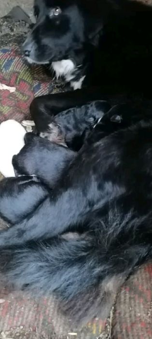 Подарявам кученца