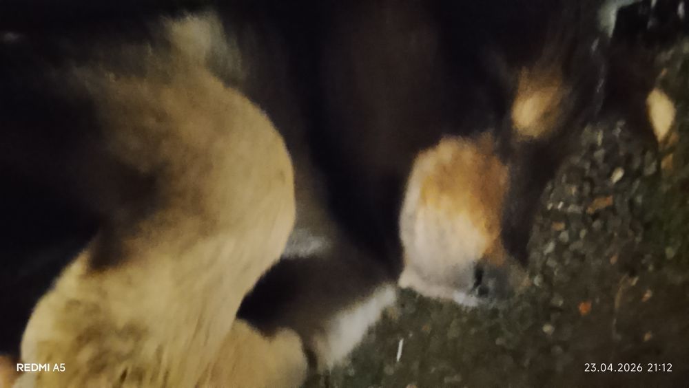 Отдам щенка в хорошим руки