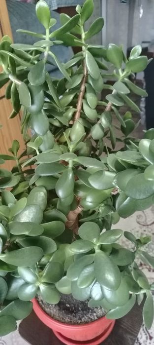Продам денежное дерево (крассула, толстянка):