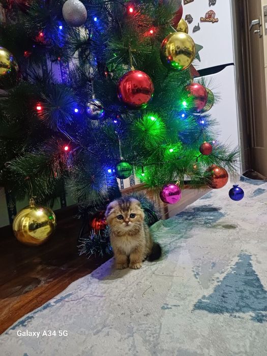 Золотой скоттиш фолд