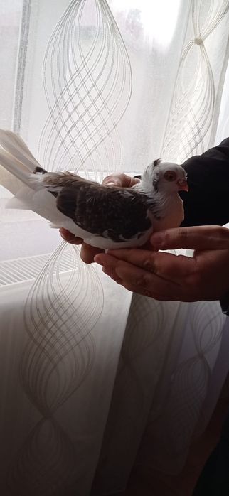 Porumbei jucători de Amara