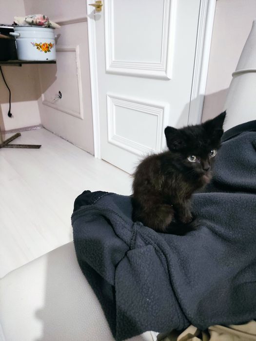 Отдам хорошую котёнка!