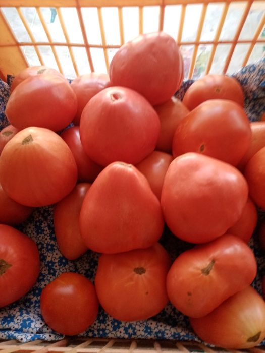 Продам тую, вишню,резанные яблочки,