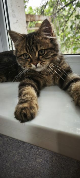 Кошечка ищет дом