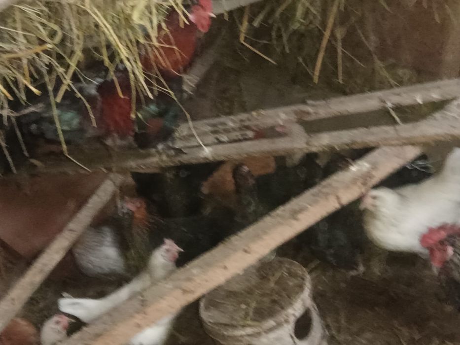 Куры несушки по 3500