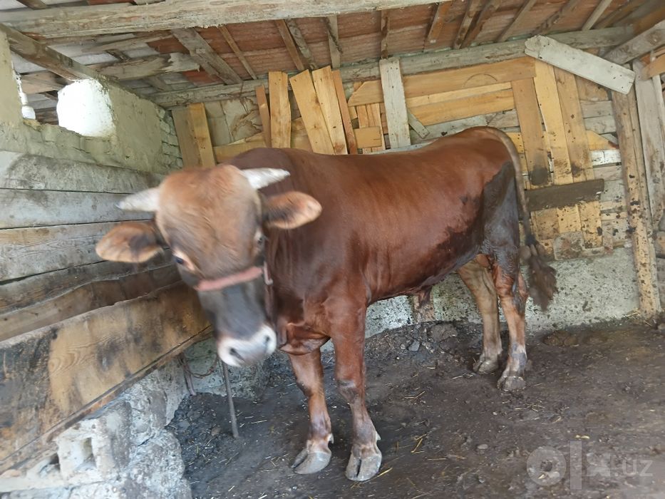 Хукиз сотилади срочно