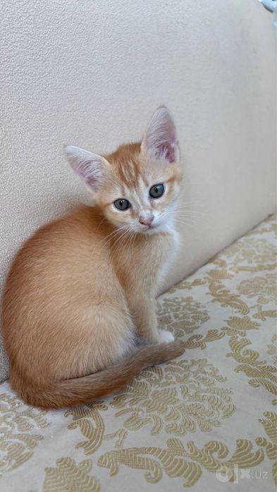 shinshilla mushuk yaxwi qollaga beramz