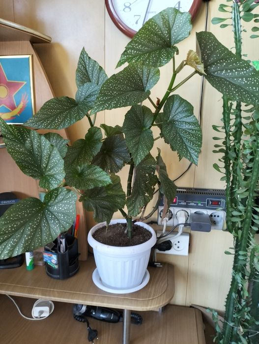 Комнатные цветы для дома и офиса