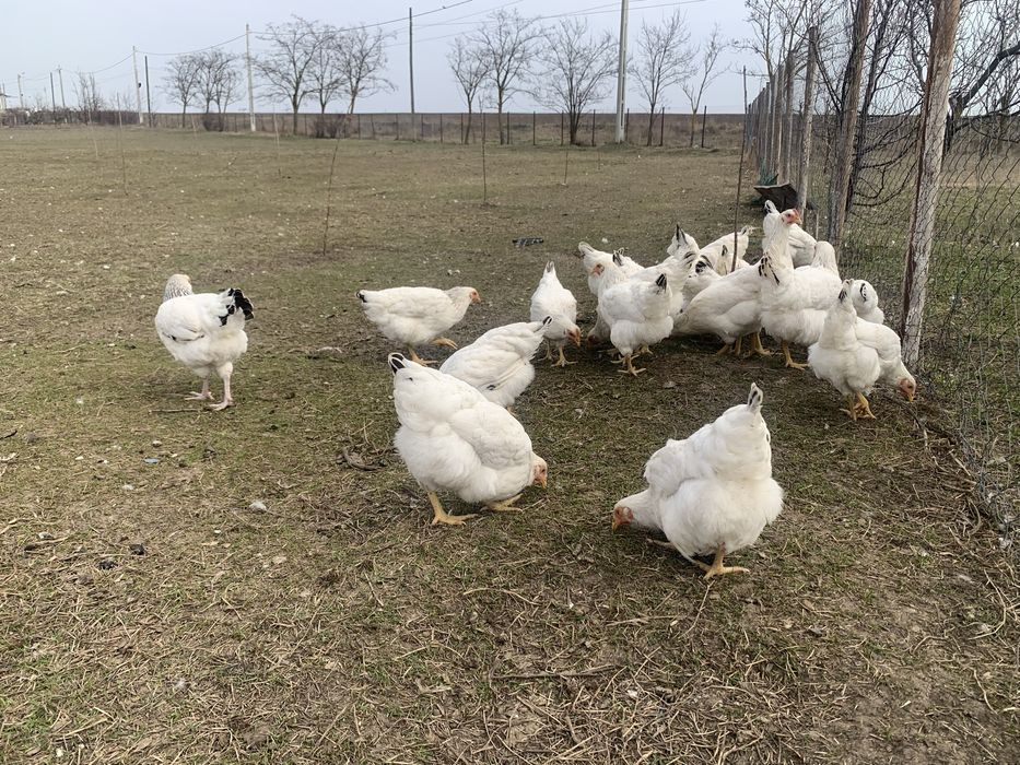 Puicute gaini  tinere  Sussex – 20 săptămâni, gata de ouat!