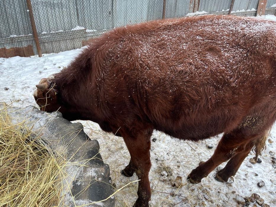 Продается бычок на откорм