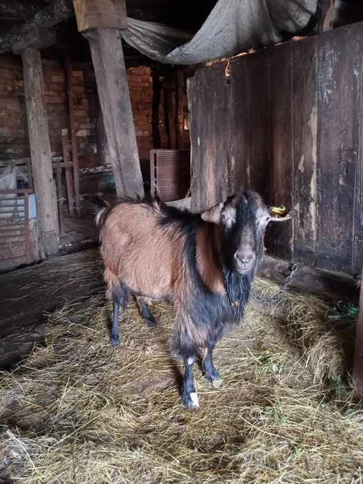 Продам молочного направления козлят