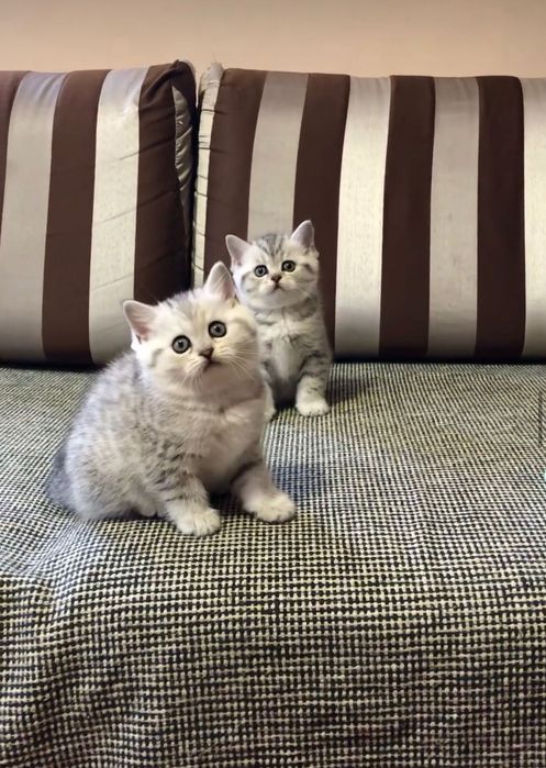Котята серебристая шиншилла!