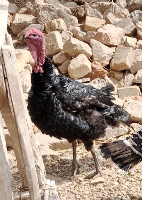 Туйе тауык сатылады