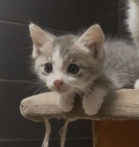 Котята, домашние