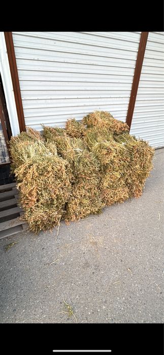 Адыраспан рынок жибек 79