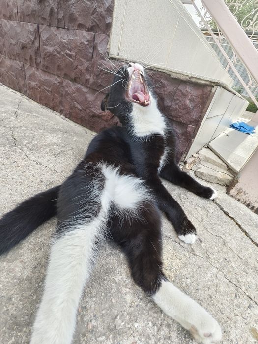 Вислоухий кот в хорошие руки