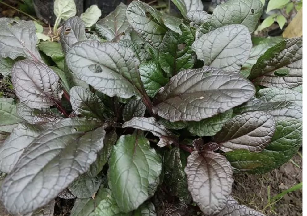 Живучка ( Аюга )