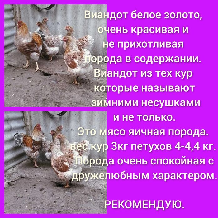 Продам Цыплят. Цены разные..
