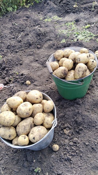 Продам картофель