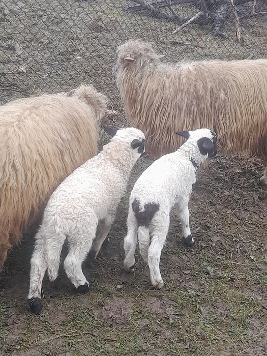 Vând două oi cu doi miei