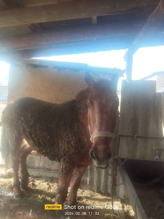 Сайфудинов Сайтдауле