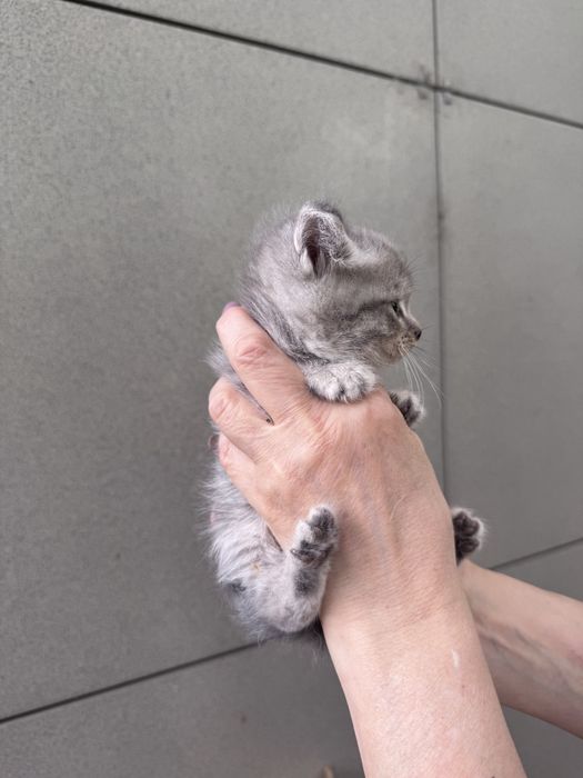 Отдам котят (девочку и мальчика) в добрые руки