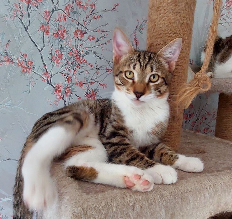 Отдам котика, зовут Лука.