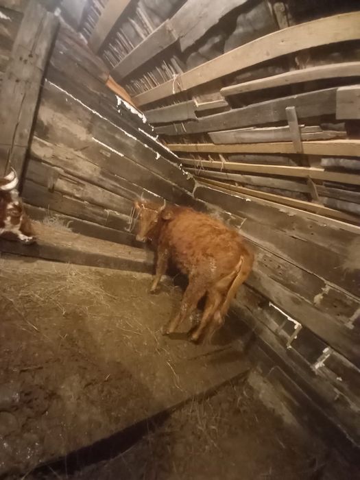 Қашарлар сатылады