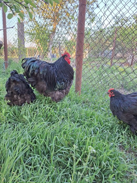 Vând găini Orpington Negru