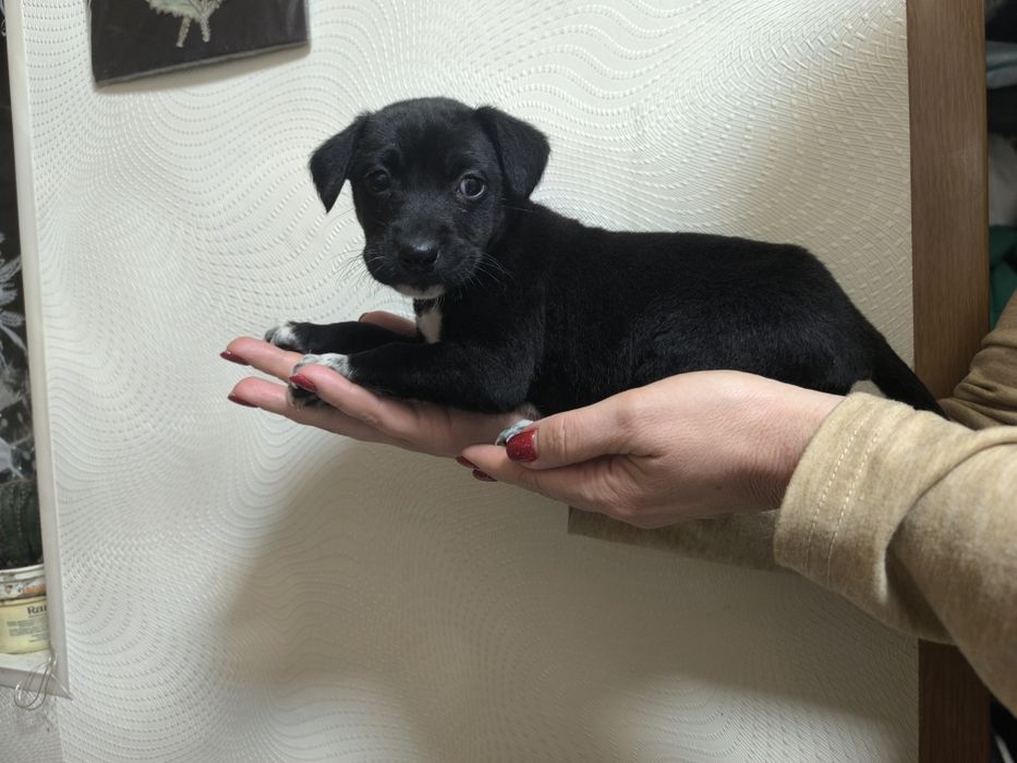 Отдам щенков бесплатно